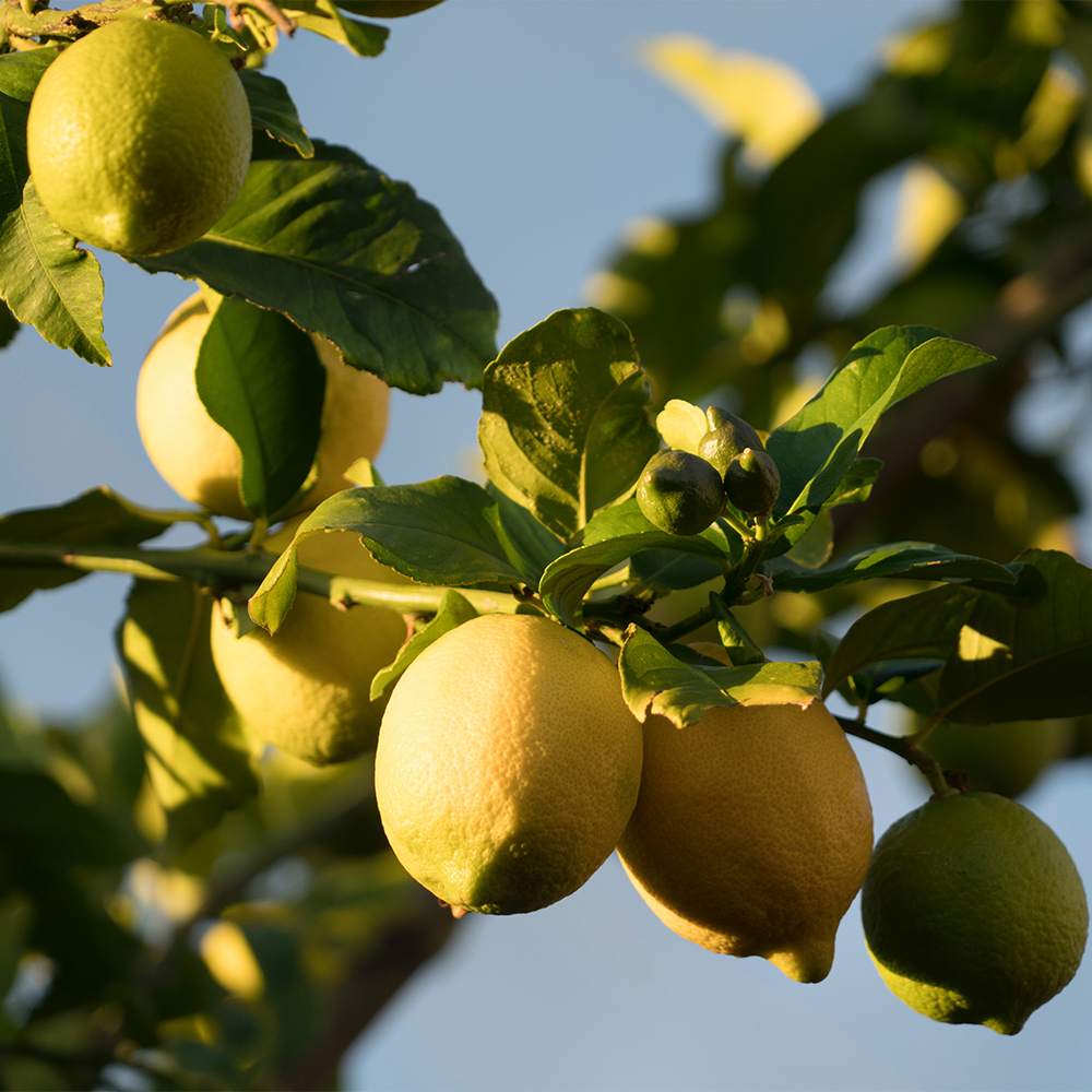 citrus-trees-lemon-gold-ridge-organic-farms-homepage