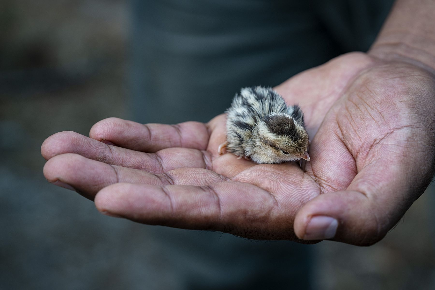 Field Notes | Sustainable & Organic Practices at Gold Ridge Organic Farms