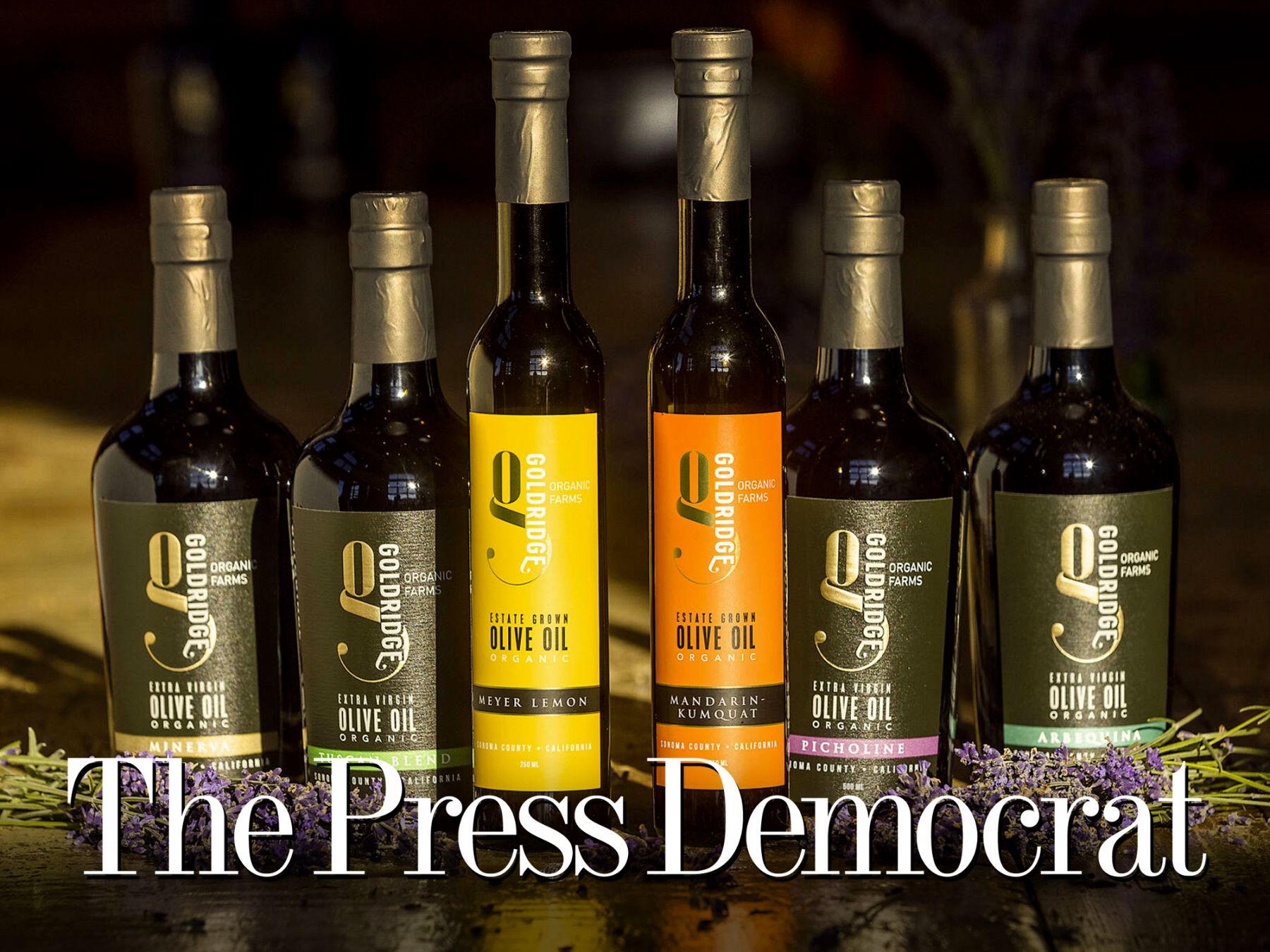 Sebastopol olive oil farm gears up for the busy harvest season