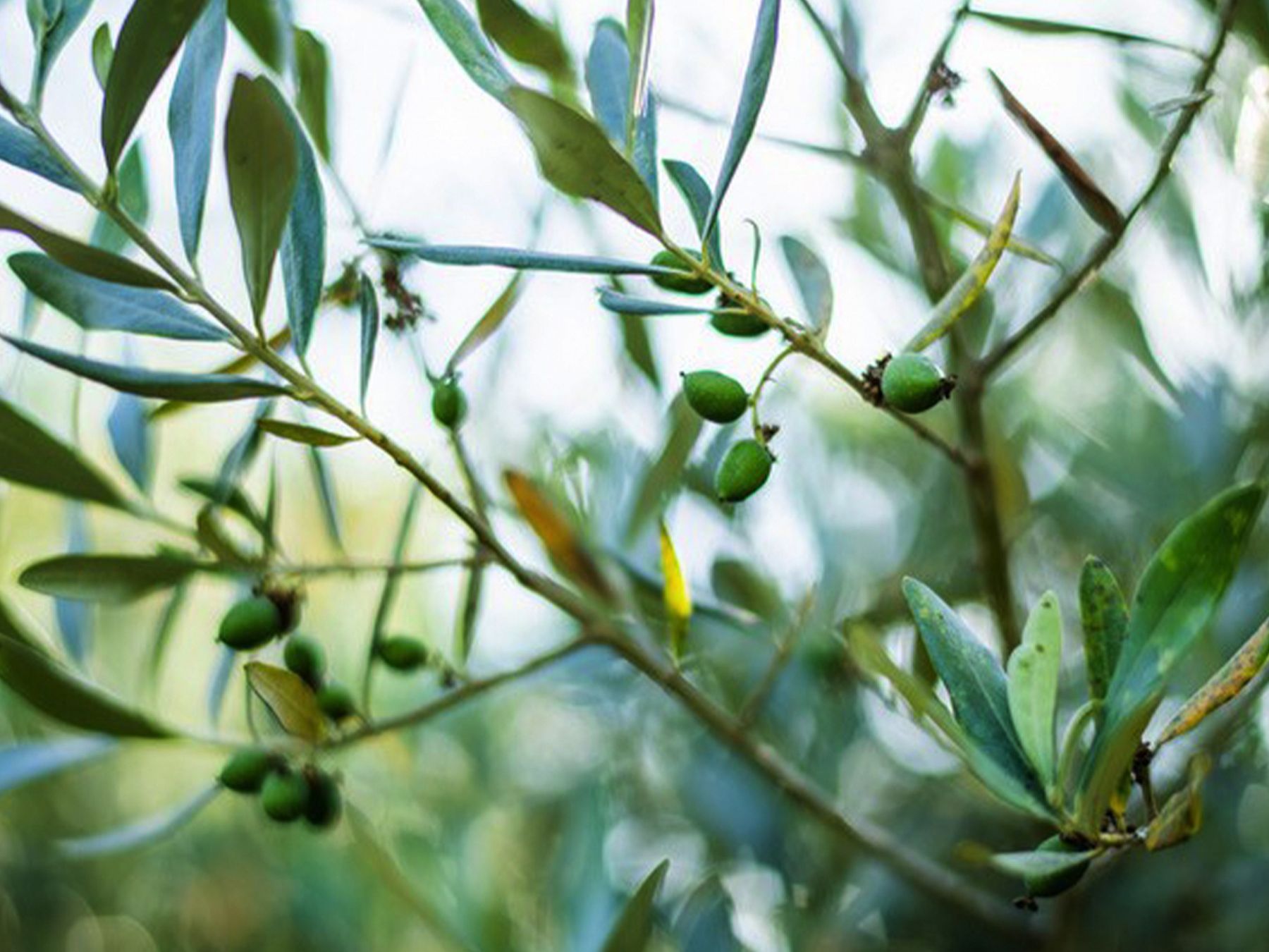 Field Notes | Seven Olive Pruning Tips from Farmer Brooke Hazen