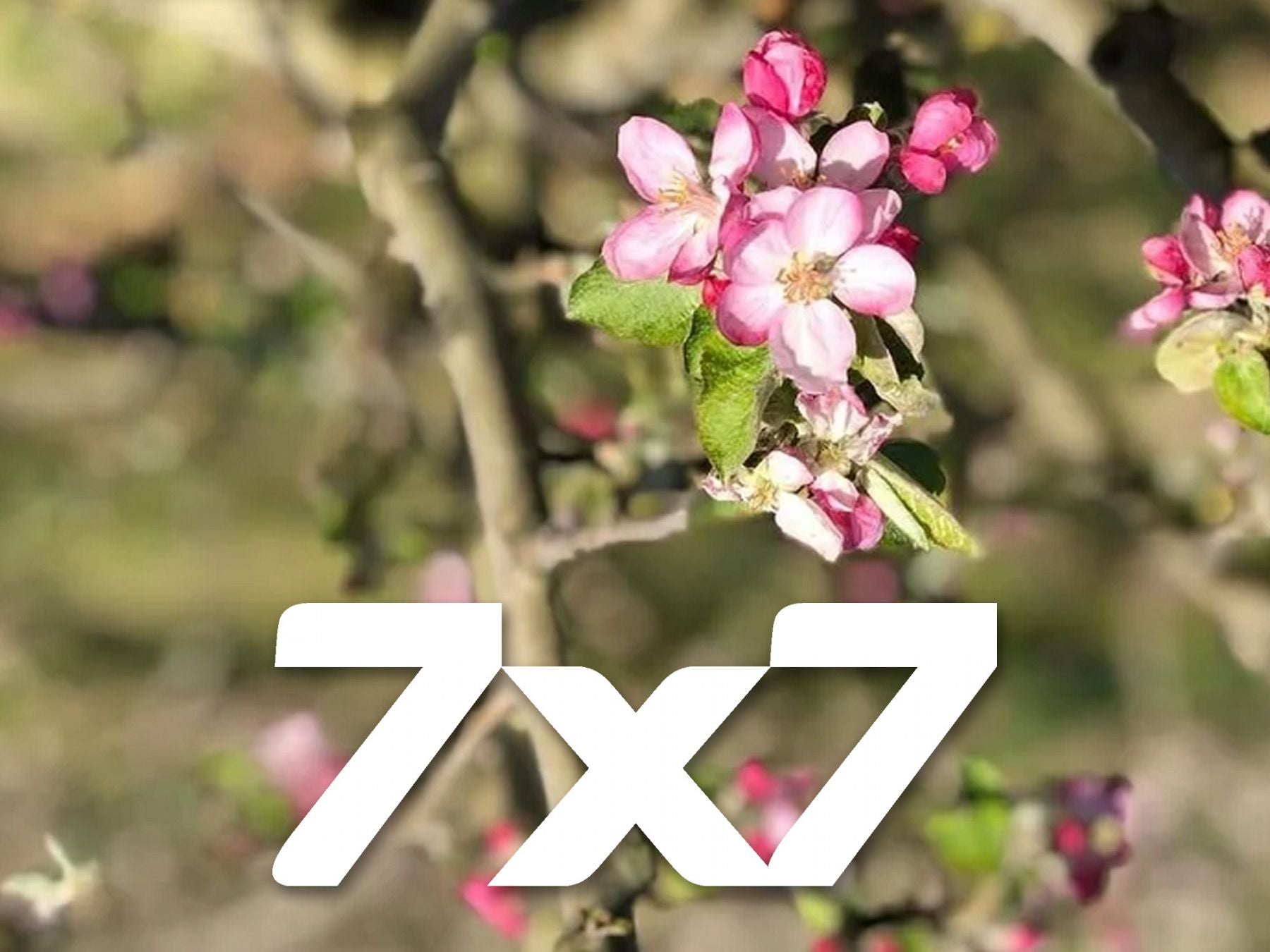 Wildflower season is great but have you heard of orchard blossom season?