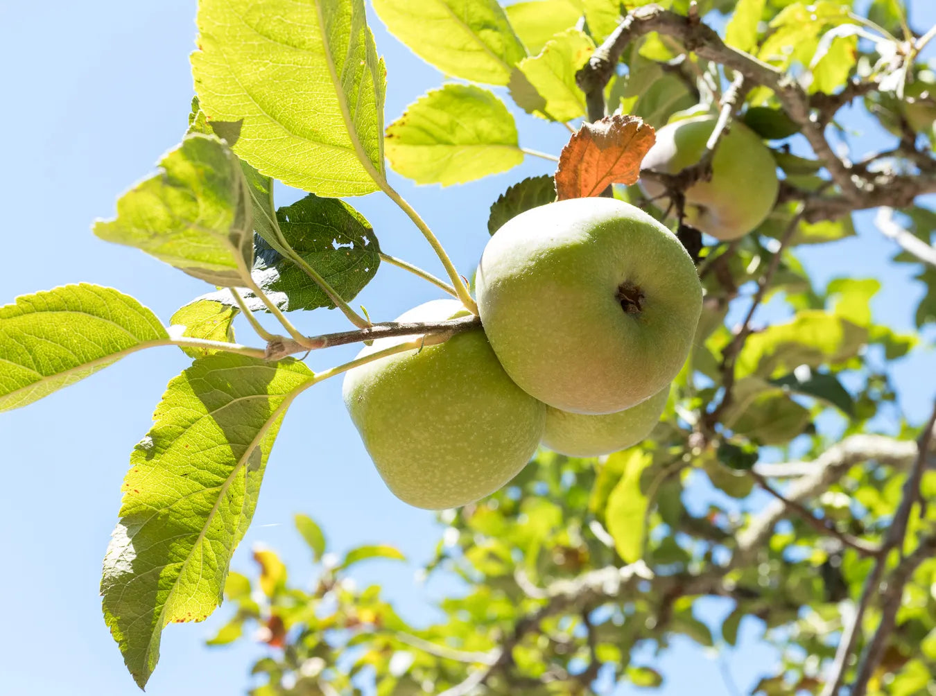 The root of the crisis: Martinelli’s contract cuts are just the latest blow to California apple farmers