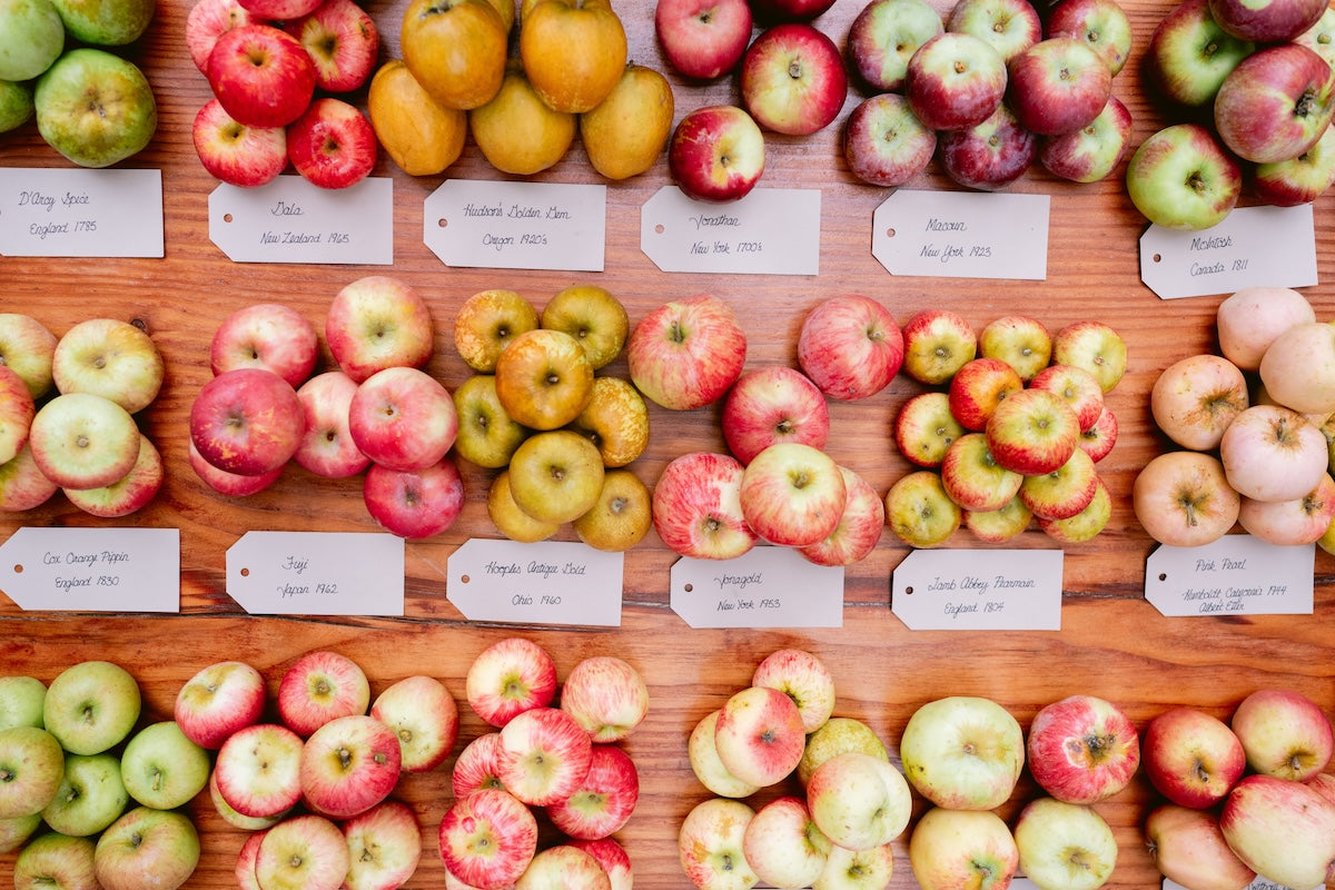 Gold Ridge Organic Farms Launches Heritage Apple Press Initiative