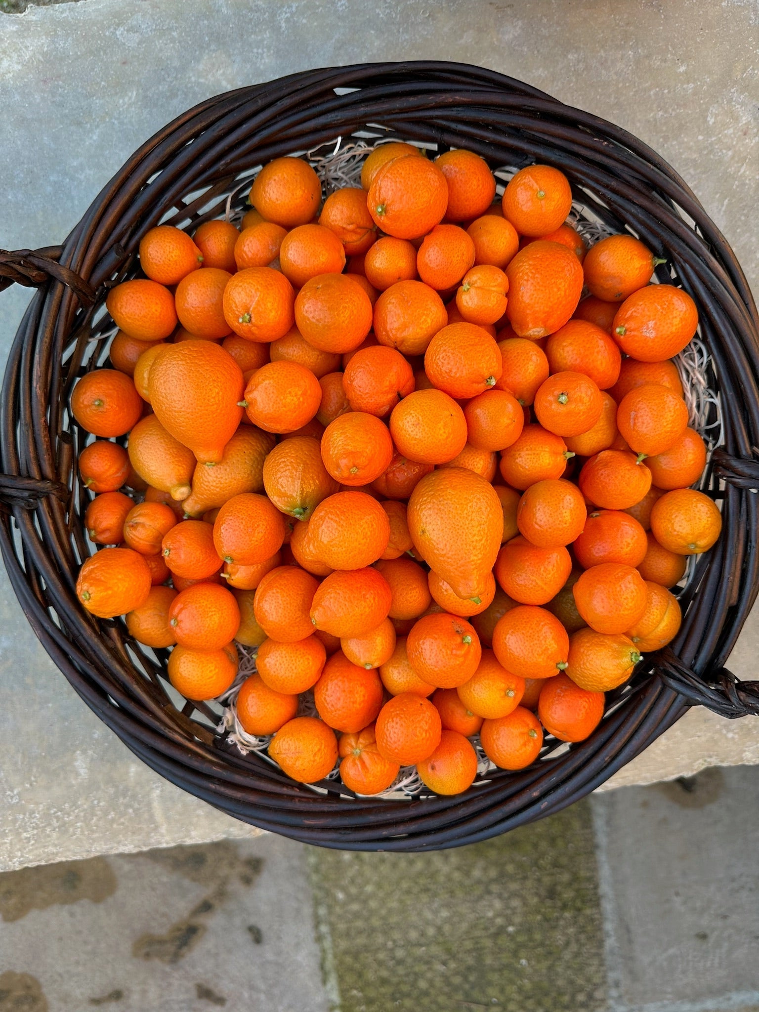 Meet the Mandarinquat | Rare Fruit