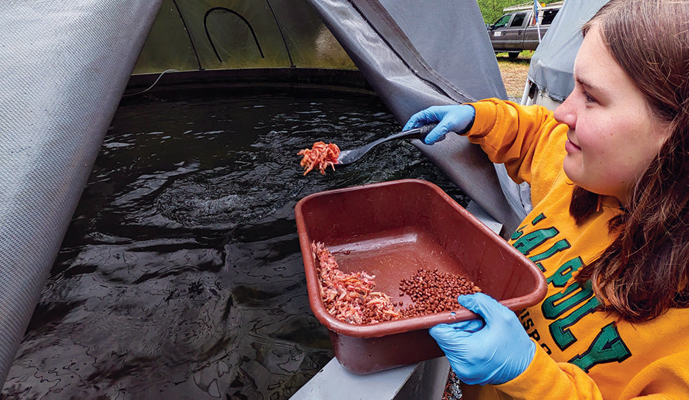 Good news for threatened Salmon