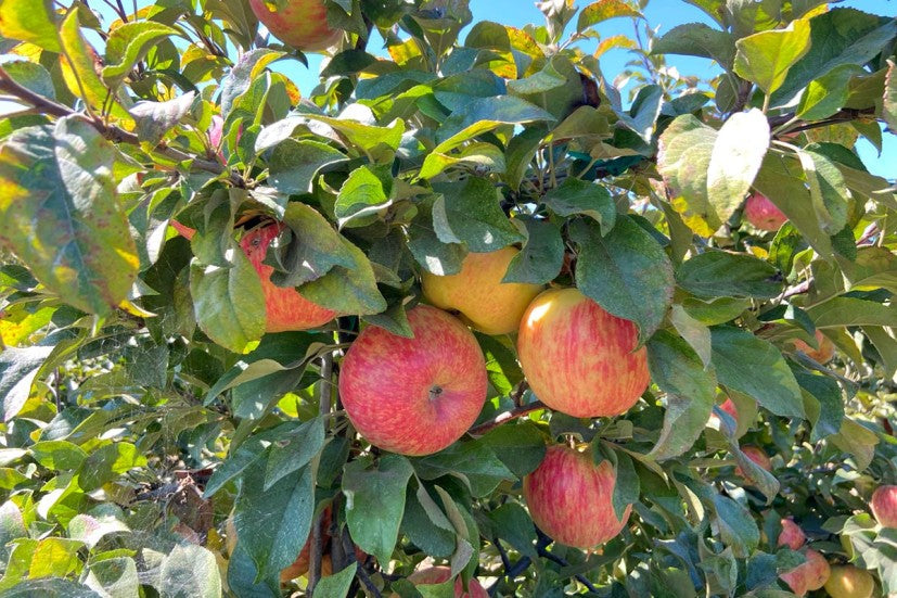 U-Pick Apples at Gold Ridge Organic Farms in Sebastopol