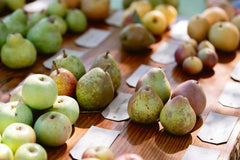 Organic Pears | Heirloom European Blend - 10 pound box