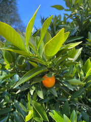 Organic Citrus | Mandarin-Kumquats | 5 pound box