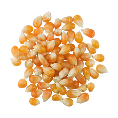 Edison Grainery Organic Yellow Popcorn 16 oz